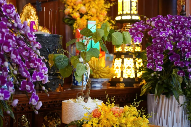 Cây bồ đề trồng tại chùa Vạn Phúc được chiết từ Đại Bồ đề biểu tượng thiêng liêng của Sri Lanka Cây bồ đề trồng tại chùa Vạn Phúc được chiết từ Đại Bồ đề biểu tượng thiêng liêng của Sri Lanka