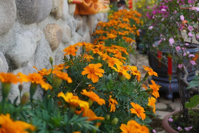 Hoa nở rực rỡ khắp chùa