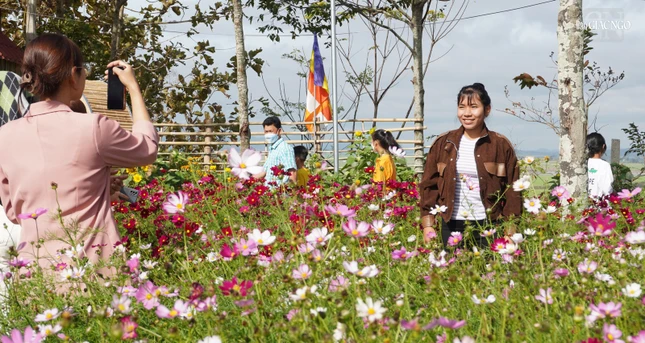 Hoa được trồng khắp không gian chùa