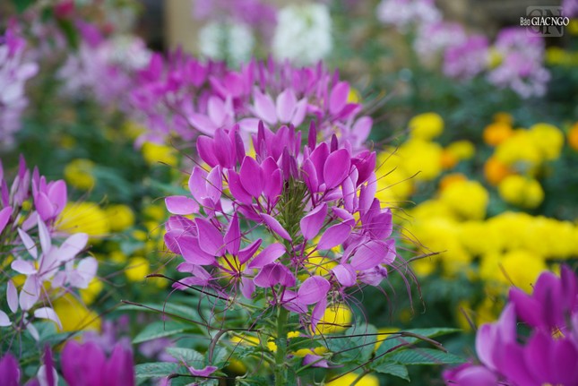 Từ nhiều tháng trước, được sự chỉ đạo của Đại đức trụ trì, bà con Phật tử đã trồng hoa để đón Tết, tạo không gian ngập tràng sắc màu nơi chùa Quảng Trạch