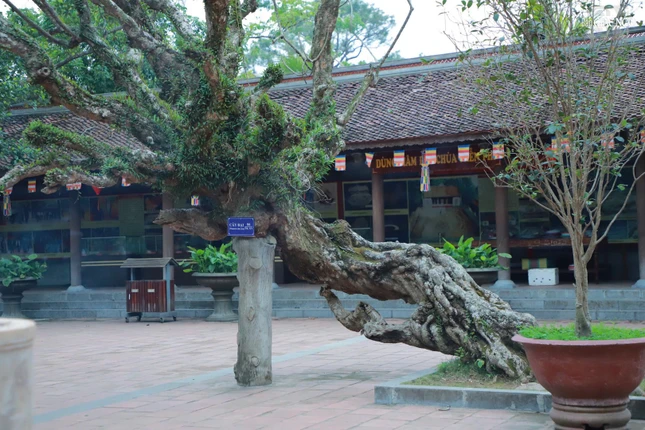 Khu vực sân chùa có cây đại được trồng từ thế kỷ XV
