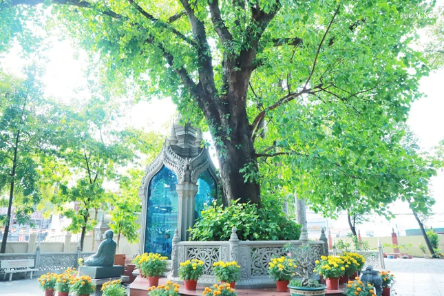 Sau lễ kiết giới Sima, chùa cũng đã tổ chức lễ trồng cây Bồ Đề do Quốc vương Campuchia hiến cúng năm 1940