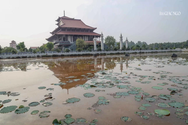 Sen trong hồ đã được vớt, trồng mới lại toàn bộ để kịp nở vào dịp Đại lễ Vesak năm nay