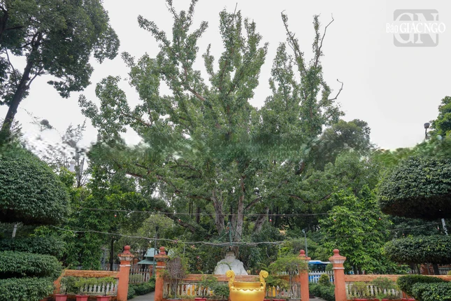 Ngăn cách giữa cổng Nhị quan và sân chùa là cây bồ-đề được Đại đức Narada mang từ Sri Lanka tặng chùa vào năm 1953