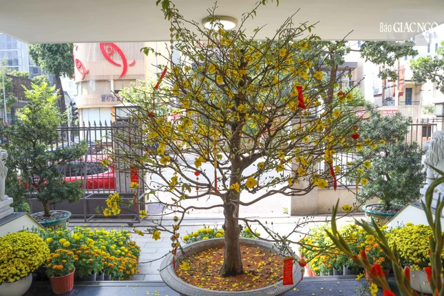 Tòa soạn Báo Giác Ngộ sẽ làm việc trở lại vào ngày mùng 7 Tết Bính Ngọ