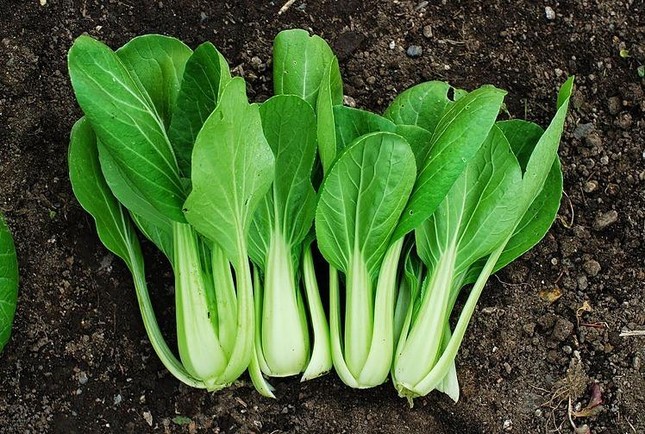 Cải bẹ trắng. Ảnh: Amazon