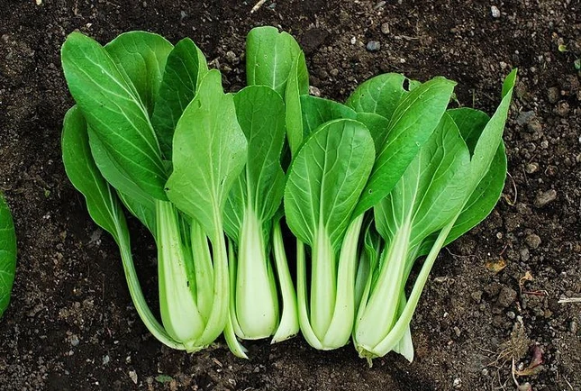 Cải bẹ trắng. Ảnh: Amazon