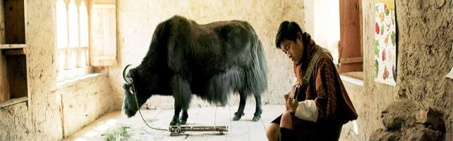 Ugyen và chú bò Norbu