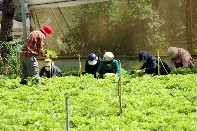 Người dân chung tay thu hoạch