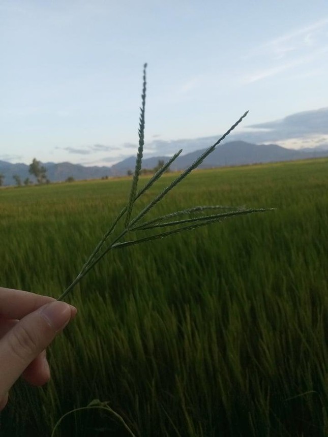 Đồng lúa quê tôi - Ảnh: Ngọc Diễm Đồng lúa quê tôi - Ảnh: Ngọc Diễm