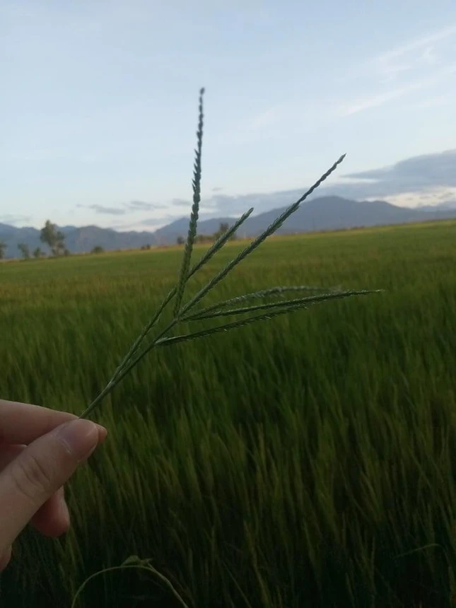 Đồng lúa quê tôi - Ảnh: Ngọc Diễm