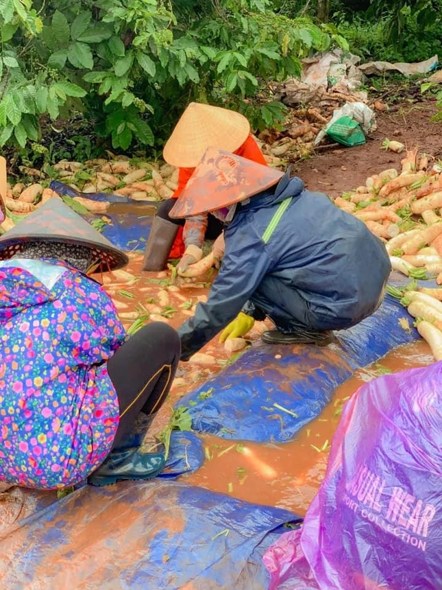 Cùng nhau thu hoạch nông sản làm quà cho vùng tâm dịch Cùng nhau thu hoạch nông sản làm quà cho vùng tâm dịch