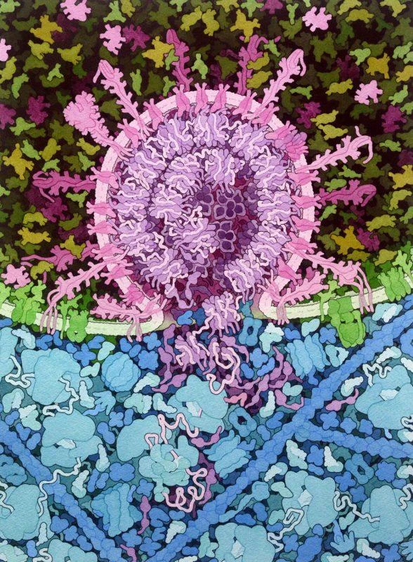 Virus Corona được mô tả một cách chi tiết