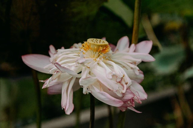 Hoa nở, hoa tàn cũng chẳng vì ai