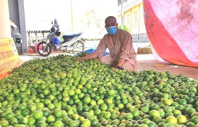 1,2 tấn chanh được tập kết ở chùa Tâm Thành