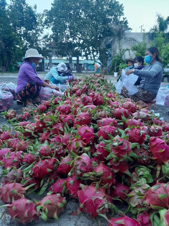 Phật tử chùa Quảng Thành phân phối thanh long để chuẩn bị vận chuyển