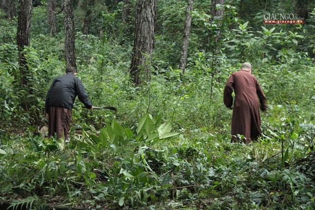 Phát quang cây cỏ làm trang nghiêm tháp Tổ