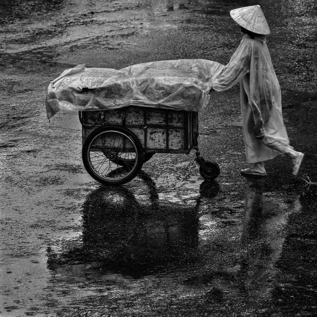 Tần tảo Tần tảo