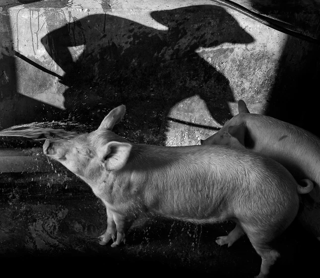 Việc thường ngày Việc thường ngày