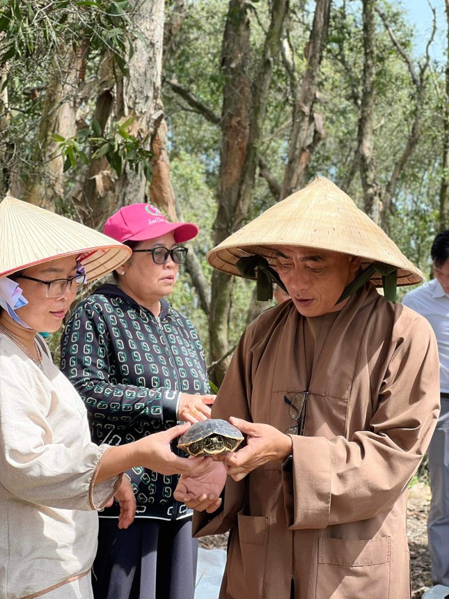 Những chú rùa nhỏ được trở về với thiên nhiên