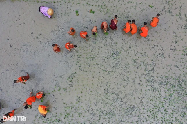 Được biết, loại giống được gieo thành mạ là loại giống đặc trưng của người đồng bào Khmer, thời gian cho mỗi mùa vụ từ 4-5 tháng