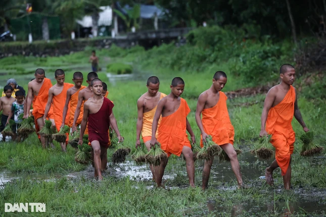 Các sư chùa Rô cùng người dân đã xuống đồng tham gia hội cấy mạ mừng lễ Sene Dolta (lễ cúng ông bà)