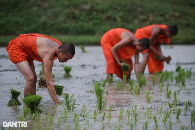 Lễ hội Sene Dolta của người Khmer Nam bộ có mối quan hệ mật thiết với chu kỳ của nghề trồng lúa nước một vụ trong năm. Bắt đầu khoảng tháng 4 ÂL là gieo hạt, đến tháng 8 ÂL sẽ cấy mạ, tháng 10 ÂL thì gặt lúa về nhà