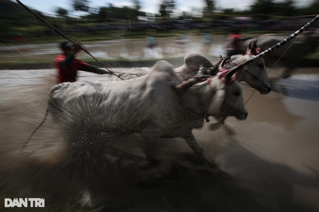 Lễ hội đua bò không đơn thuần là các đôi bò chạy đua với nhau mà nó trở thành tục lệ, tín ngưỡng độc đáo của đồng bào dân tộc Khmer. Lễ hội không chỉ gắn liền với phong tục cầu mong mưa thuận gió hòa, trúng mùa vụ và đời sống thêm sung túc mà còn thể hiện tinh thần hăng say lao động của đồng bào Khmer, làm cho ngày hội càng trở nên thiêng liêng, trang trọng...