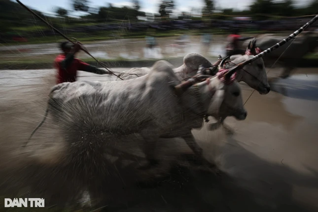 Lễ hội đua bò không đơn thuần là các đôi bò chạy đua với nhau mà nó trở thành tục lệ, tín ngưỡng độc đáo của đồng bào dân tộc Khmer. Lễ hội không chỉ gắn liền với phong tục cầu mong mưa thuận gió hòa, trúng mùa vụ và đời sống thêm sung túc mà còn thể hiện tinh thần hăng say lao động của đồng bào Khmer, làm cho ngày hội càng trở nên thiêng liêng, trang trọng...