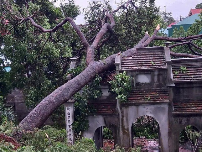 Cây cổ thụ bậc gốc, ngã đè lên cổng tam quan chùa So (Hà Nội) - Nguồn: Chùa Việt