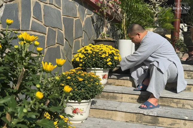 ... đến những chậu cúc vàng