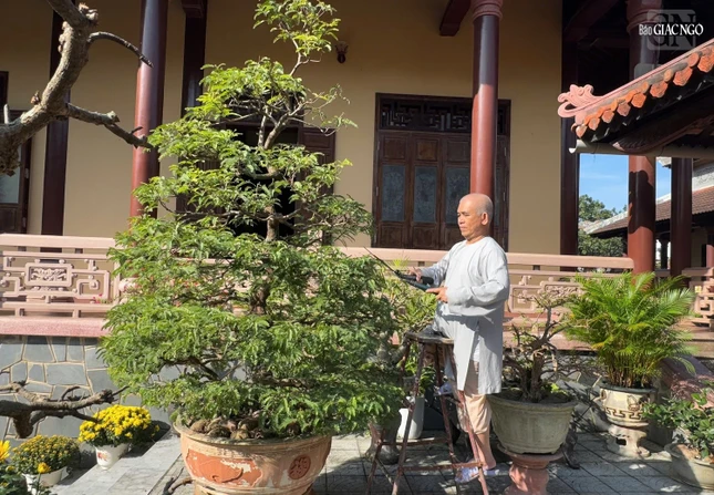 Thượng tọa Thích Kiên Niệm, trị sự tổ đình Từ Đàm tranh thủ tỉa cây cảnh để đón Tết
