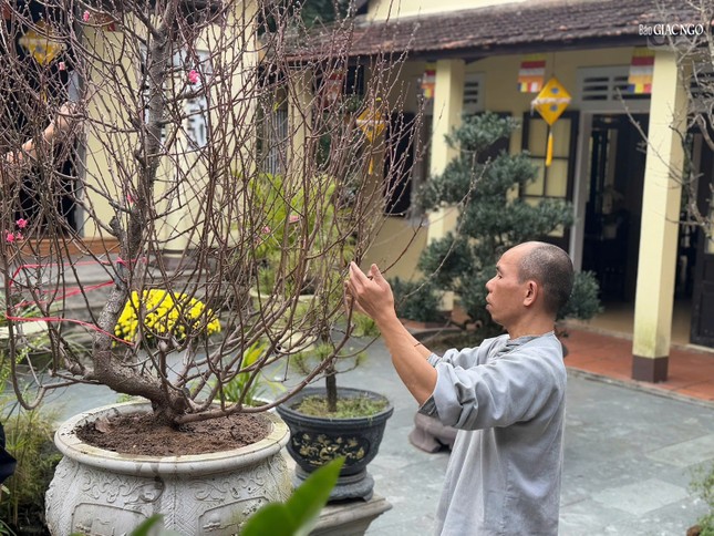 Tỉ mỉ chăm sóc từng cây đào...