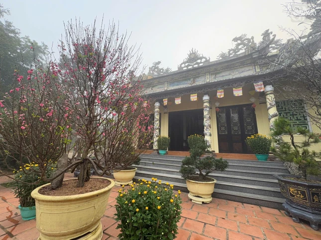 Hoa đào khoe sắc