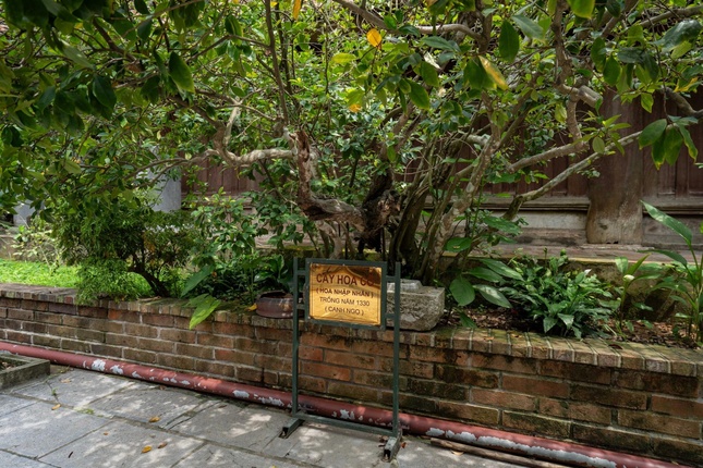 Không gian phía trước điện thờ Tam thánh Tổ trồng nhiều loại cây, trong đó có cây nhập nhân trồng năm 1330