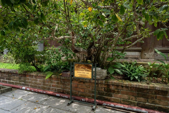 Không gian phía trước điện thờ Tam thánh Tổ trồng nhiều loại cây, trong đó có cây nhập nhân trồng năm 1330