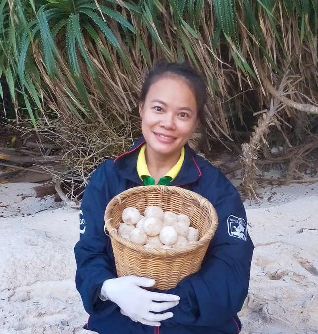 Từ ổ trứng này, qua sự cứu hộ của nhân viên Vườn Quốc gia Côn Đảo, hàng trăm sinh linh bé nhỏ có cơ hội nở ra đời