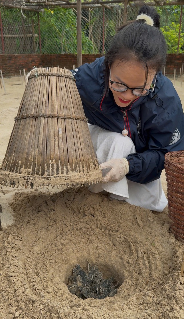 Kiểm tra rùa nở tại khu vực ấp trứng