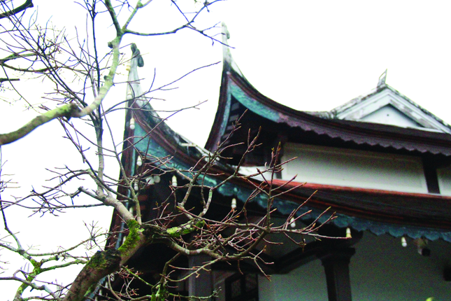 Ảnh: Quảng Điền Ảnh: Quảng Điền