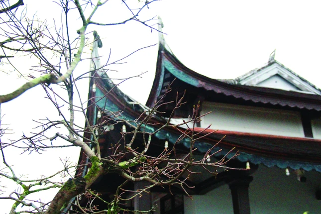 Ảnh: Quảng Điền