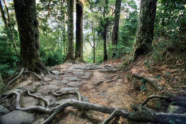 Khu vực đường tùng hiện có khoảng 230 cây xích tùng còn sống, nhiều cây có tuổi thọ trên 700 năm tuổi. Đây được coi là hàng cây trồng cổ nhất Việt Nam. Hiện tại quầy thể tùng được chăm sóc, bảo vệ nghiêm ngặt bởi Ban Quản lý Di tích và Rừng quốc gia Yên Tử