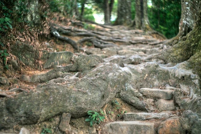 Sự tình cờ của tạo hóa đã biến rễ tùng trở thành bậc thang nâng đỡ bước chân của vô số lượt khách hành hương trong hàng trăn năm qua