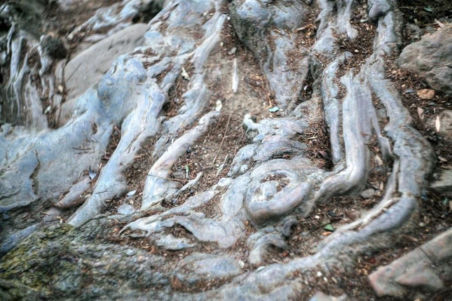 Có những chỗ, rễ cây bị bàn chân của người hành hương bào mòn theo năm tháng, trở nên nhẵn bóng như đá