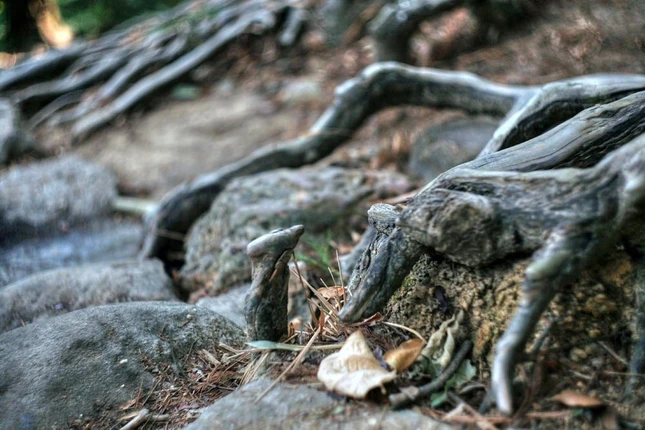 Hình ảnh đường tùng và những cây tùng cổ thụ trên linh sơn Yên Tử gắn liền với cuộc đời sự nghiệp tu hành của Đức vua – Phật hoàng Trần Nhân Tông