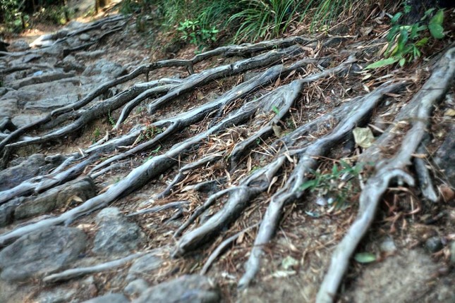 Tương truyền, chính Phật hoàng Trần Nhân Tông là người phát hiện ra giống tùng đỏ rất lạ chỉ có ở Yên Tử. Vị hoàng đế vĩ đại của nhà Trần đã tự tay gây dựng rừng tùng từ cách đây hơn 700 năm