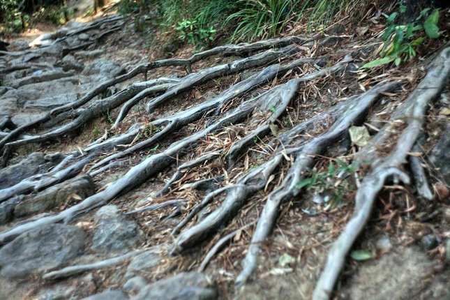 Tương truyền, chính Phật hoàng Trần Nhân Tông là người phát hiện ra giống tùng đỏ rất lạ chỉ có ở Yên Tử. Vị hoàng đế vĩ đại của nhà Trần đã tự tay gây dựng rừng tùng từ cách đây hơn 700 năm