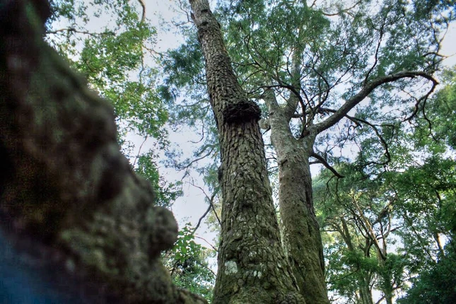 Cây tùng được coi là loài cây đặc trưng của vùng đất Phật Yên Tử (TP.Uông Bí cũ, tỉnh Quảng Ninh). Khu danh thắng nổi tiếng cả nước có một khu rừng tùng rộng lớn và một con đường mòn độc đáo đi xuyên qua rừng, được gọi là đường tùng