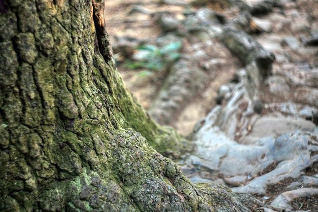 Luôn xanh tốt bốn mùa, sống bền bỉ trong môi trường khắc nghiệt nên tùng cũng là biểu tượng cho khí phách kiên cường, không sợ hiểm nguy trước những thử thách của thiên nhiên và cuộc đời