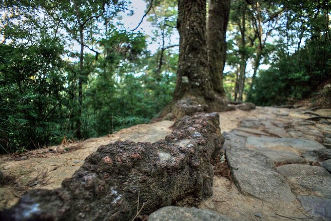 Đối với các thiền sư thời xưa, tùng còn là loài cây thiêng, có khả năng hút linh khí của trời đất. Việc tọa thiền dưới gốc xích tùng được cho là sẽ làm tăng công năng tu tập của mỗi nhà tu hành