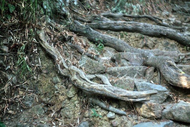 Ngày nay, những dấu ấn lịch sử thiêng liêng của vùng đất Phật Yên Tử như vẫn ẩn chứa sau mỗi gốc xích tùng